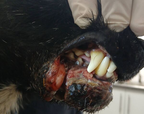 Three of the dogs had scarring on their faces and jaws, including a Patterdale Terrier which had a serious and recent injury to its jaw.
