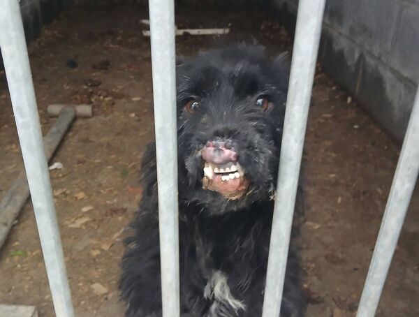 The Judge told the man that he should provide a significant contribution to the ISPCA or face jail. 