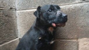 <p>The defendant in the case fully accepted that the conditions in which the dogs were living were not appropriate. </p>