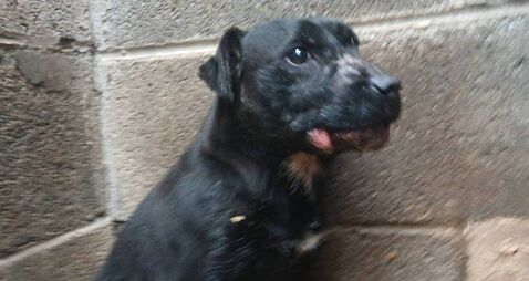 Laois man to pay €20,000 to ISPCA over animal cruelty or face jail