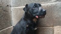 Laois man to pay €20,000 to ISPCA over animal cruelty or face jail