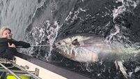 Biggest fish ever caught in Ireland hooked off coast of Donegal
