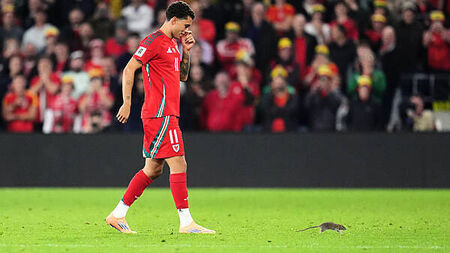 Cardiff defend pest control policy after rat halts Wales match