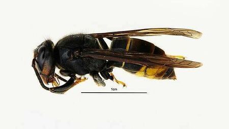 Call for ‘vigilance’ after first confirmed sightings of Asian hornets in NI