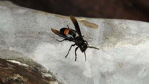 Asian hornet nest found in Belfast area, says minister Asian hornet nest found in Belfast area, says minister