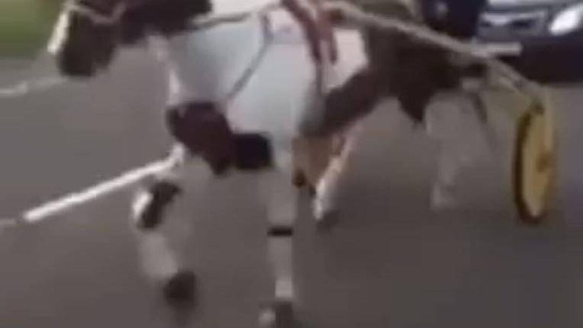 Laois gardaí had to confiscate drunk driver's sulky