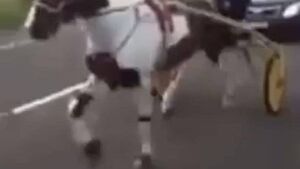 Laois gardaí had to confiscate drunk driver's sulky Laois gardaí had to confiscate drunk driver's sulky