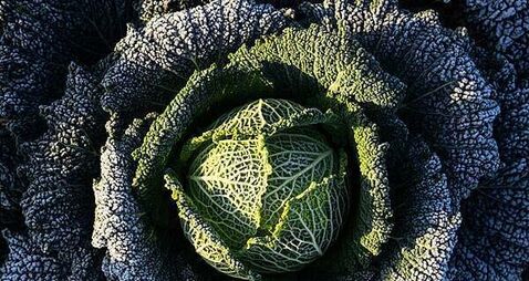 Cabbage divination and turnip lanterns revived ahead of Halloween