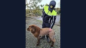 Gardaí conclude that roaming ‘lion’ was actually a dog