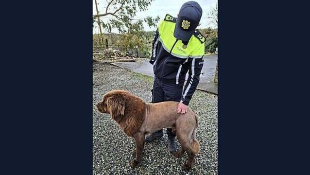 Gardaí conclude that roaming ‘lion’ was actually a dog