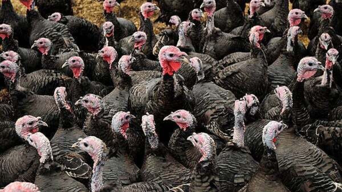 Bird flu outbreaks prompt housing orders for flocks in Ireland