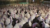 Bird flu found on turkey farm in Count Carlow 