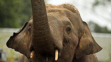 Dáil hears allegations of sexual harassment and animal deaths at Dublin Zoo