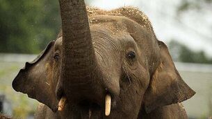 Boy (4) who cannot walk or talk settles case over birth with €3.5 million interim payout Boy (4) who cannot walk or talk settles case over birth with €3.5 million interim payout