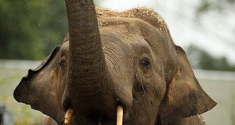 Dáil hears allegations of sexual harassment and animal deaths at Dublin Zoo Dáil hears allegations of sexual harassment and animal deaths at Dublin Zoo