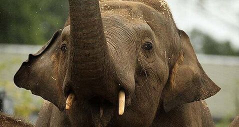 Endangered species among animal deaths at Dublin Zoo as mortality climbs by 64 per cent