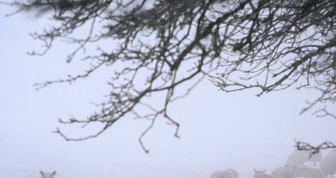 Snow and ice warning issued for five counties