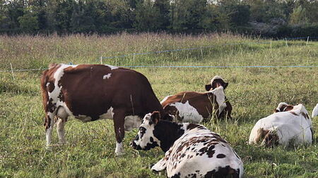 EU on brink of opening doors to potentially dangerous beef imports, says Irish MEP