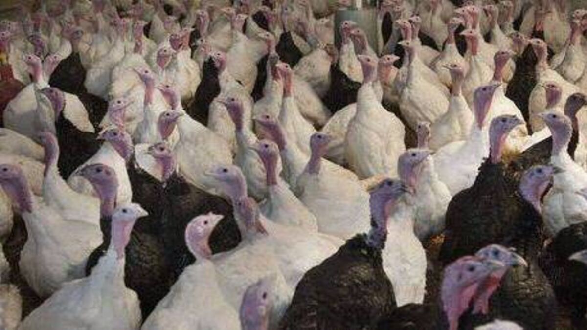 Bird flu outbreak at Laois turkey farm