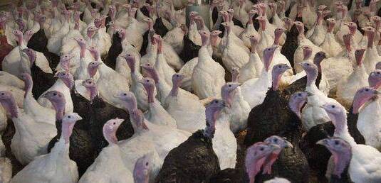 Bird flu outbreak at Laois turkey farm