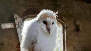 <p>A young native barn owl being cared for in Laois. Photo: Laois Barn Owl Project</p> <p>A young native barn owl being cared for in Laois. Photo: Laois Barn Owl Project</p>