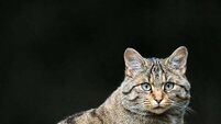 Archaeologist uncovers Ireland’s first known wildcat from 5,500 years ago