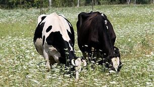 Alan Shatter accuses Dublin City Council of going 'full-on Nazi' over proposal to change name of Herzog Park Alan Shatter accuses Dublin City Council of going 'full-on Nazi' over proposal to change name of Herzog Park