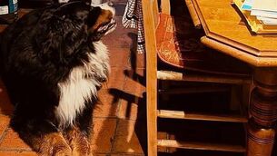 Watch live: Volodymyr Zelenskiy's address to the Oireachtas Watch live: Volodymyr Zelenskiy's address to the Oireachtas