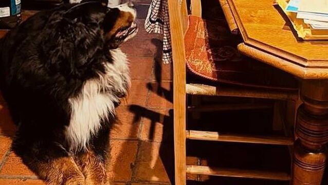 Michael D Higgins and Misneach 'settling in very well to new Galway home'