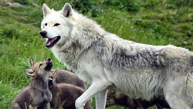 Young ‘cautious’ over potential reintroduction of wolves and lynx in the wild