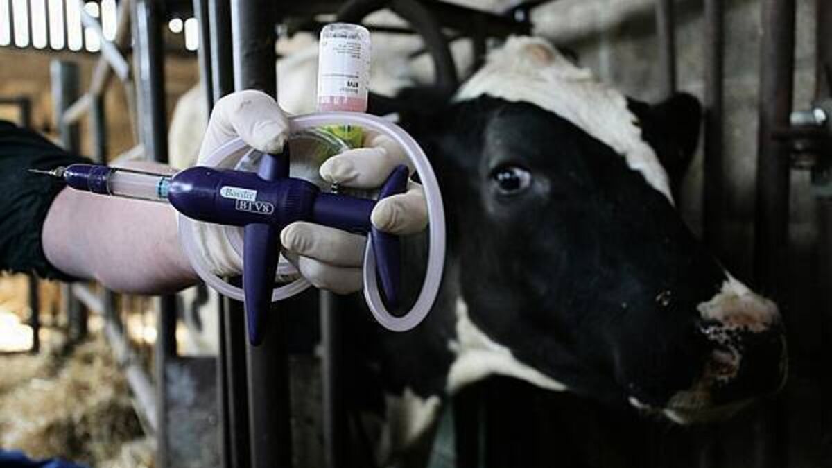 Royal Ulster Winter Fair cattle classes cancelled over bluetongue disease
