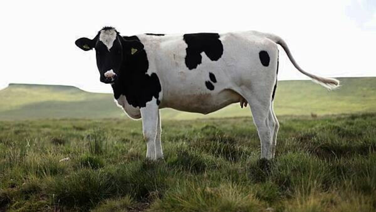 Some animal movements to resume following bluetongue cases