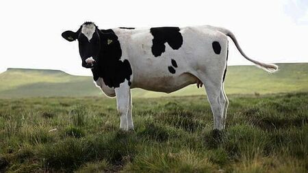 Some animal movements to resume following bluetongue cases