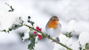 Fr Paddy Byrne: Robin red breast ... a Christmas bird