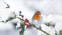 Fr Paddy Byrne: Robin red breast ... a Christmas bird
