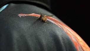 Bohemians launch new jersey in partnership with Kneecap Bohemians launch new jersey in partnership with Kneecap