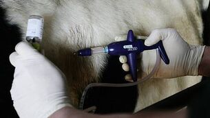 Family of girl (13) who died at Cork motor racing event thank emergency services for assisting daughter