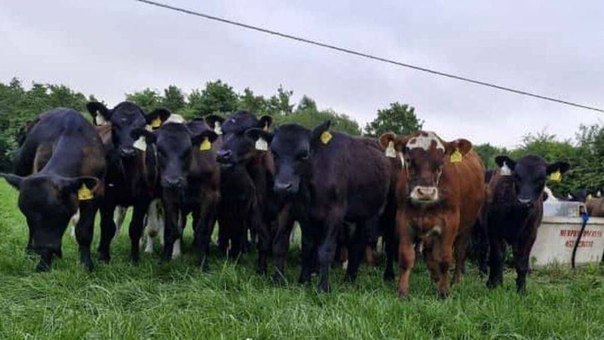 Laois family to host national farm showcase