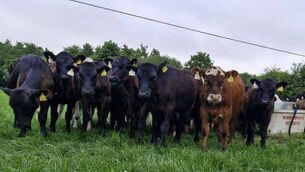 <p>The CalfCare roadshow will be hosted in Rosenallis on 14 January. Photo: AHI</p> <p>The CalfCare roadshow will be hosted in Rosenallis on 14 January. Photo: AHI</p>