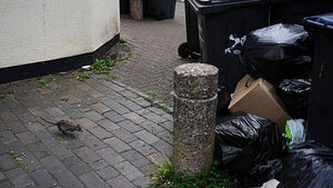 Stay alert for unwanted rodents this Christmas