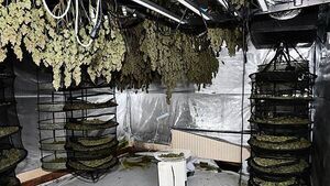 Gardaí seize €2.25m worth of cannabis in Westmeath growhouses