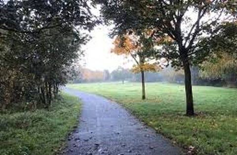 Toppled trees in Triogue river raise concern about flooding of homes - News - Laois Nationalist