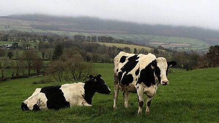 Taoiseach calls for China to accept Irish beef