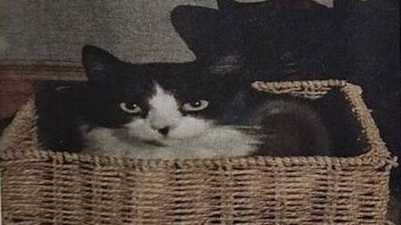 Laois family offering €1,000 reward for safe return of missing cat 