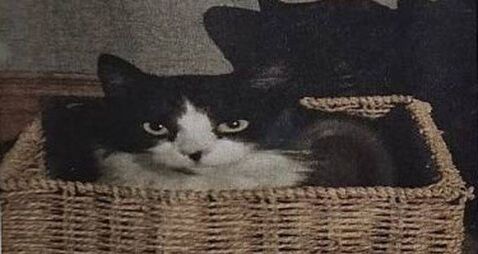 Laois family offering €1,000 reward for safe return of missing cat 