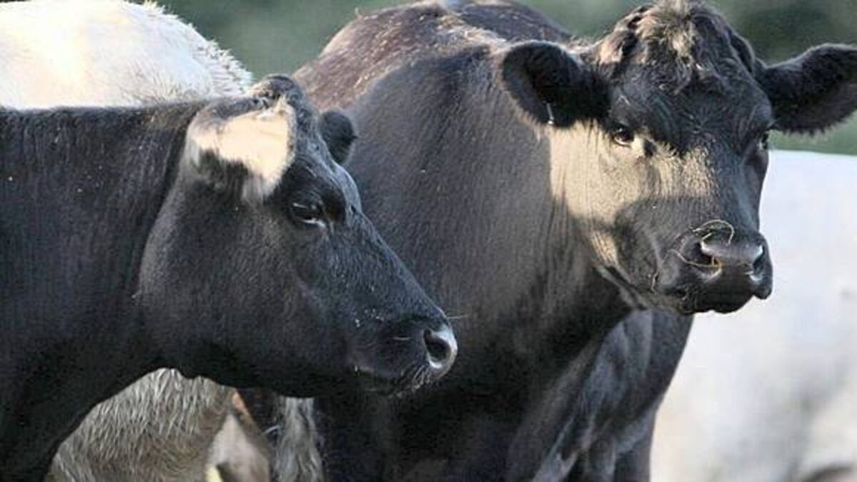 Financial support announced for testing of livestock at risk of bluetongue