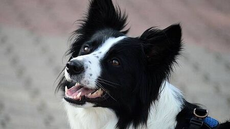 Dún Laoghaire Council seeks national dog DNA database to tackle dog fouling