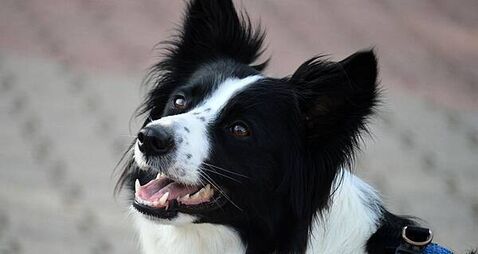 Dún Laoghaire Council seeks national dog DNA database to tackle dog fouling