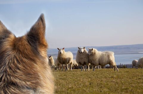Laois Dog Owners Urged to Act Responsibly Ahead of Lambing Season - News - Laois Nationalist