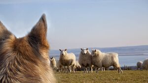 Laois Dog Owners Urged to Act Responsibly Ahead of Lambing Season